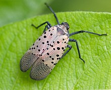 What Happened to the Spotted&nbsp;Lanternflies?