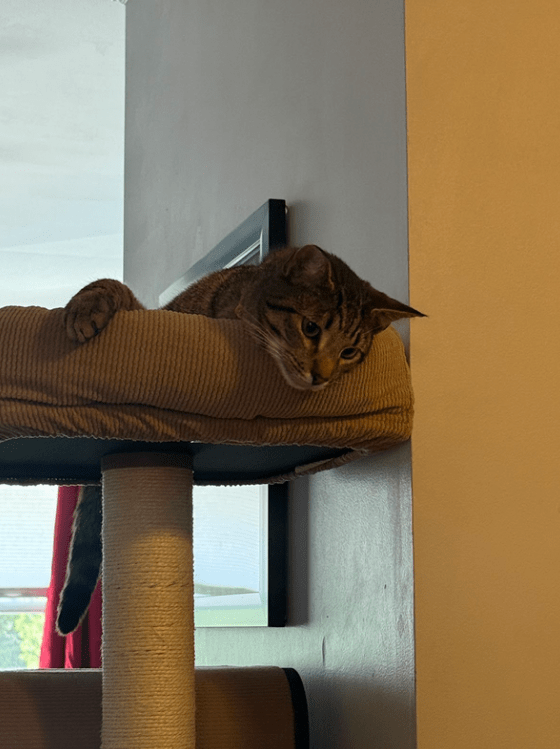 Central’s Stray: Lance the&nbsp;Cat